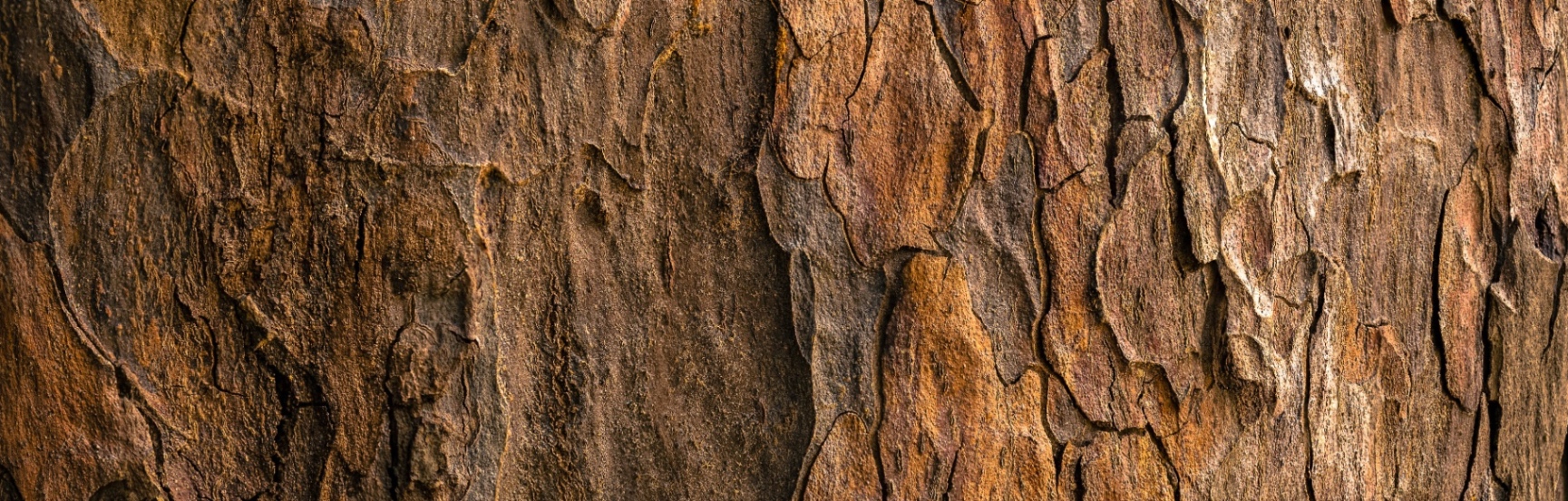 banner image